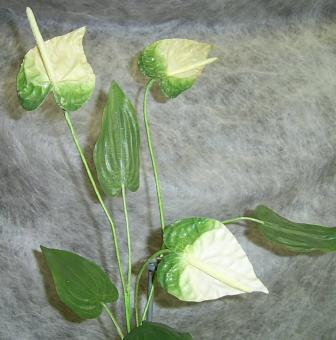 Anthurie mini mit 3 Blüten grün / weiß 