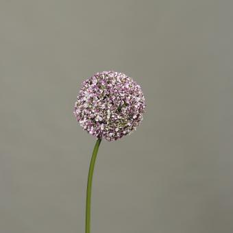 Allium, 76cm lang, 12cm große Blüte, lavendel 