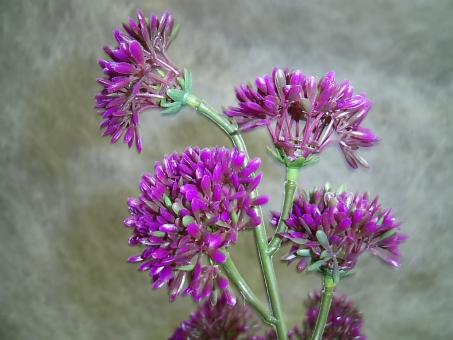 Allium Stecker 3 Stück im Bund lila 
