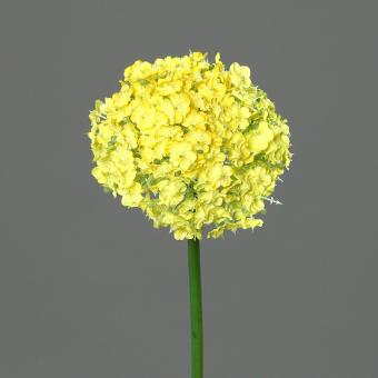 Allium, Schneeball, 80cm lang, gelb 