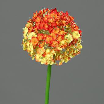 Allium, Schneeball, 80cm lang, orange 